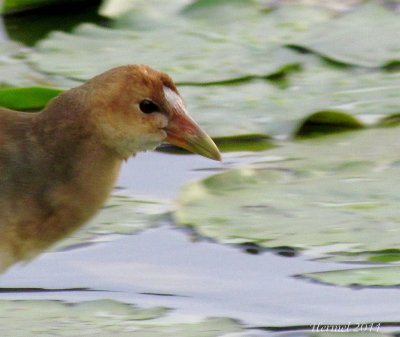 Talve violace (imm) - Purple Gallinule (juv)