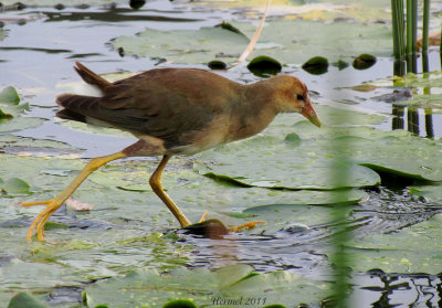 Talève violacée (imm) - Purple Gallinule (juv)