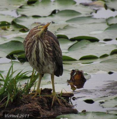 Hron vert - Green Heron