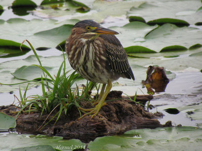 Hron vert - Green Heron