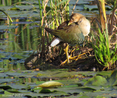 Talève violacée (imm) - Purple Gallinule (juv)