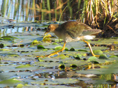 Talve violace (imm) - Purple Gallinule (juv)