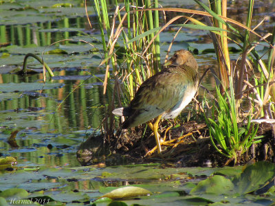 Talve violace (imm) - Purple Gallinule (juv)