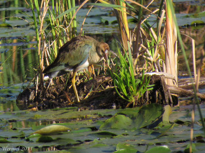 Talève violacée (imm) - Purple Gallinule (juv)