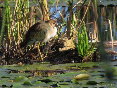 Talève violacée (imm) - Purple Gallinule (juv)
