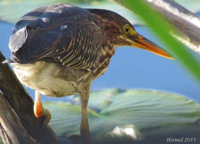 Hron vert - Green Heron