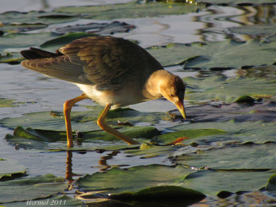 Talve violace (imm) - Purple Gallinule (juv)