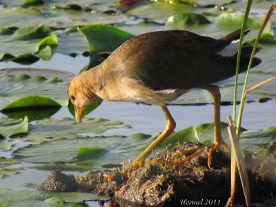 Talve violace (imm) - Purple Gallinule (juv)