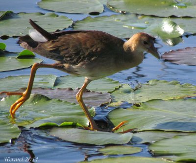 Talève violacée (imm) - Purple Gallinule (juv)