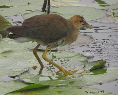 Talève violacée (imm) - Purple Gallinule (juv)
