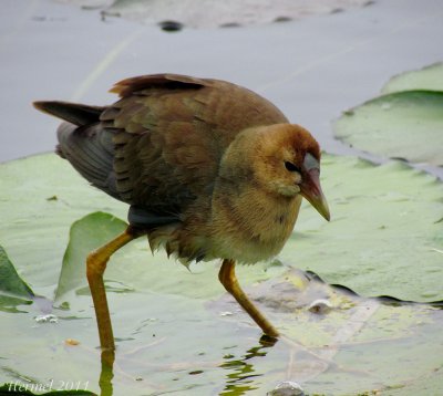 Talève violacée (imm) - Purple Gallinule (juv)