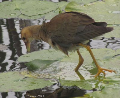 Talve violace (imm) - Purple Gallinule (juv)