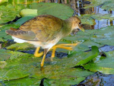 Talève violacée (imm) - Purple Gallinule (juv)