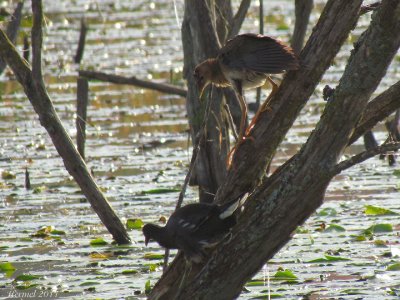 Talve violace (imm) - Purple Gallinule (juv)