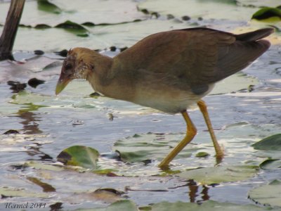 Talève violacée (imm) - Purple Gallinule (juv)