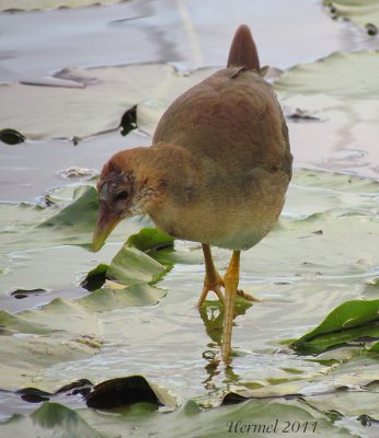 Talève violacée (imm) - Purple Gallinule (juv)