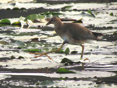 Talève violacée (imm) - Purple Gallinule (juv)