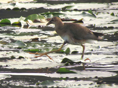 Talve violace (imm) - Purple Gallinule (juv)