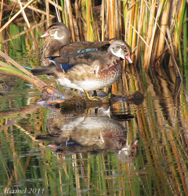 Canard branchu - Wood Duck