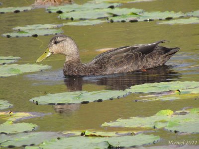 Canard noir - American Black Duck