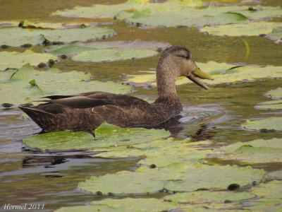 Canard noir - American Black Duck