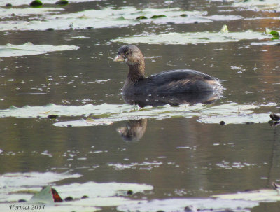 Grbe  bec bigarr - Pied-billed Grebe