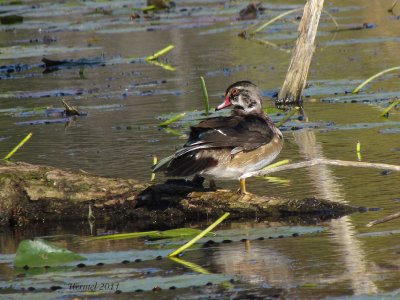 Canard branchu - Wood Duck