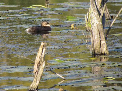 Grbe  bec bigarr - Pied-billed Grebe