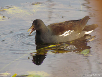 Gallinule - Common Moorhen