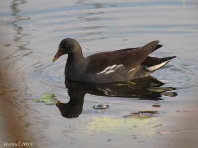 Gallinule - Common Moorhen