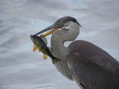 Grand Héron - Great Blue Heron