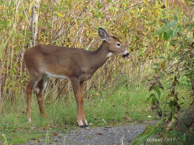 Cerf de Virginie - Deer