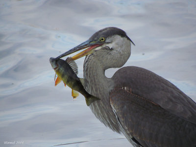 Grand Hron (imm) - Great blue Heron (juv)