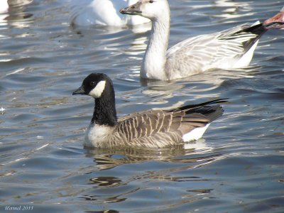 Bernache de Hutchins - Cackling Goose