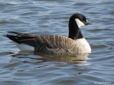 Bernache de Hutchins - Cackling Goose