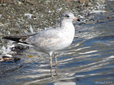 Goland  bec cercl - Ring-billed Gull