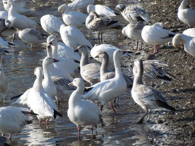 Oie des neiges - Snow Goose