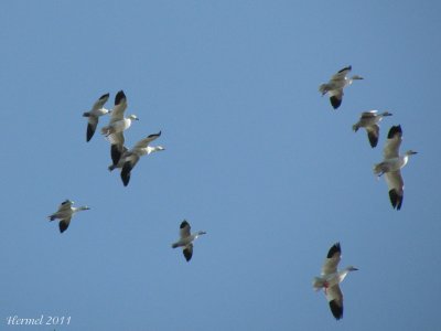 Oie des neiges - Snow Goose