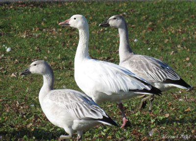 Oie des neiges - Snow Goose