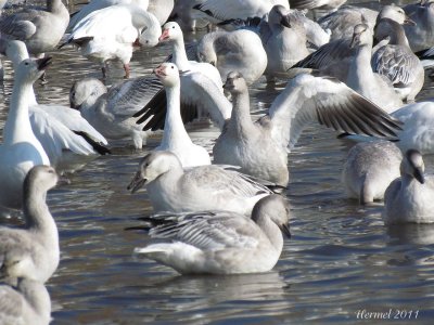 Oie des neiges - Snow Goose