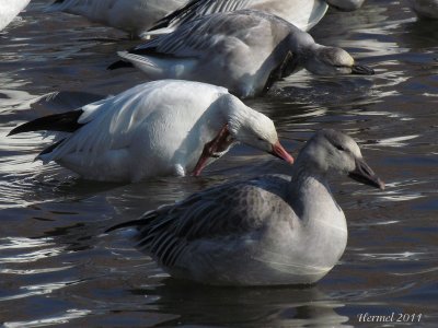 Oie des neiges - Snow Goose