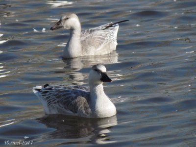 Oie des neiges - Snow Goose