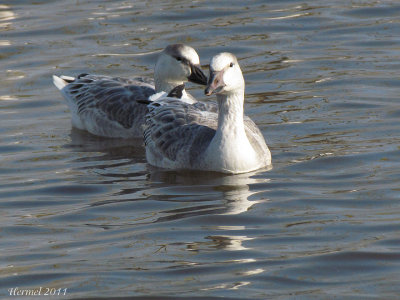 Oie des neiges - Snow Goose