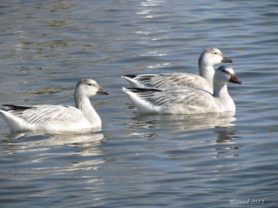 Oie des neiges - Snow Goose