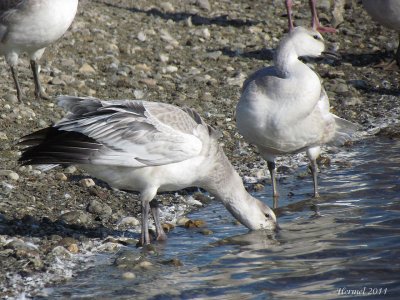 Oie des neiges - Snow Goose