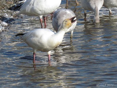 Oie des neiges - Snow Goose