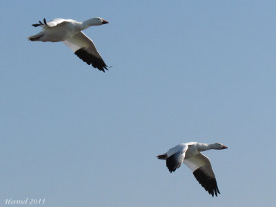 Oie des neiges - Snow Goose