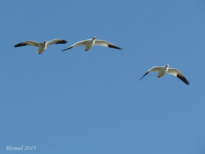 Oie des neiges - Snow Goose