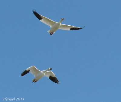 Oie des neiges - Snow Goose