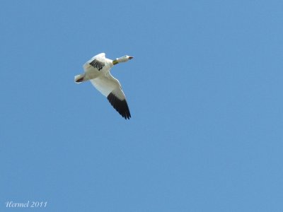 Oie des neiges - Snow Goose